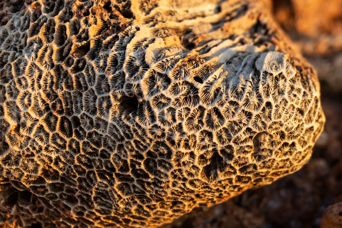 How to Fossil Hunt at Charmouth Beach: A Safe Beginner's Guide